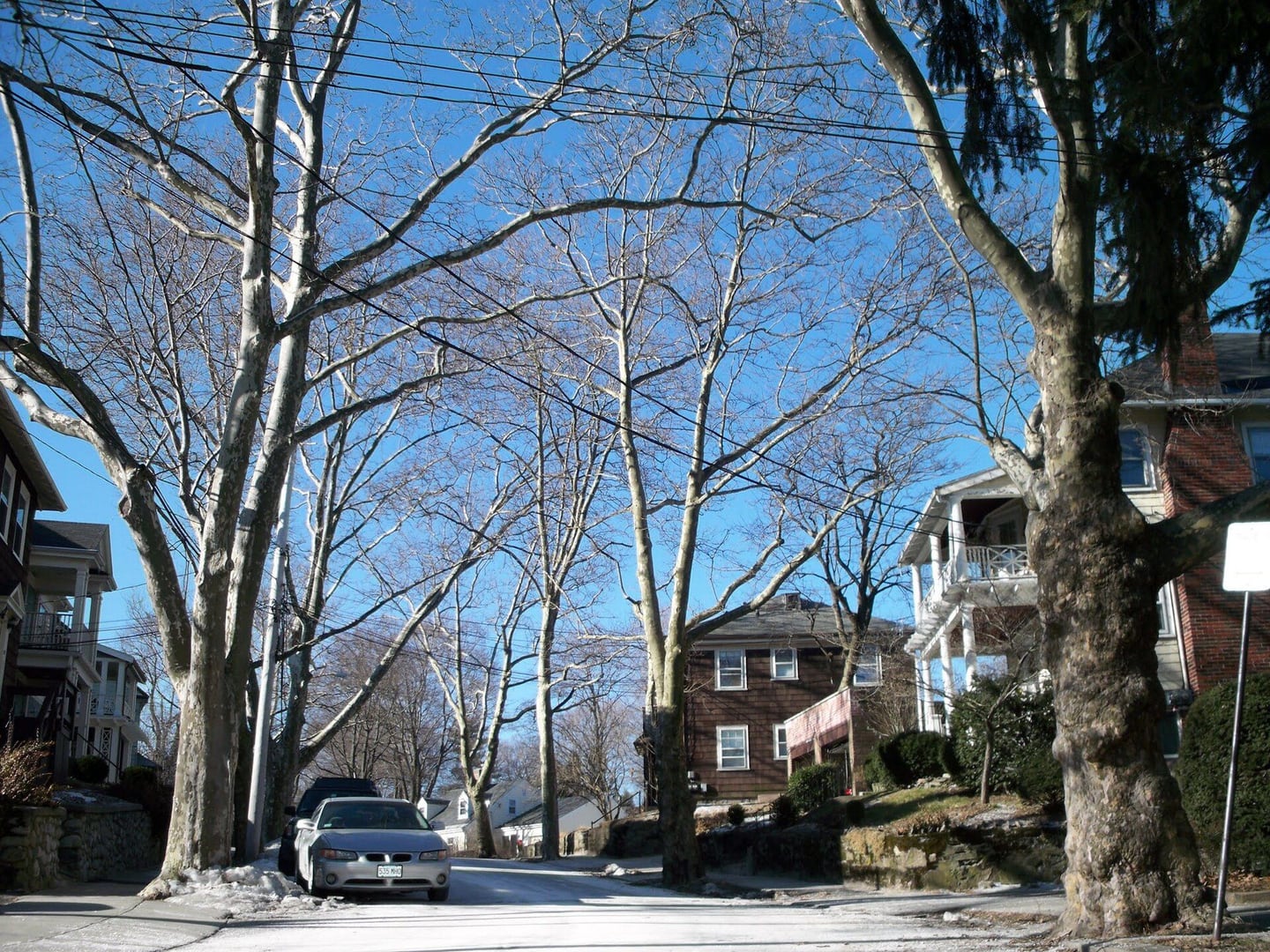 Homes and mature street trees on Acron Road in Brookline, Massachusetts